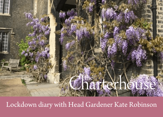 Kate’s lockdown diary no. 3