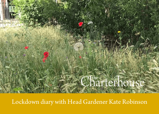 Kate’s lockdown diary no 5