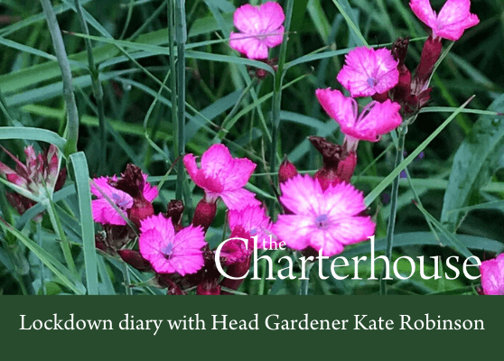 Kate Robinson’s lockdown diary no. 2