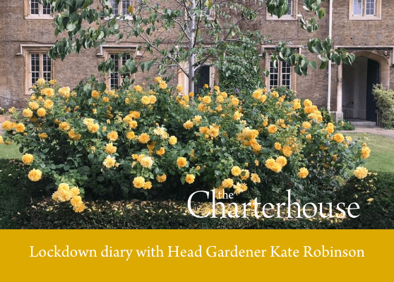 Kate’s lockdown diary no 7