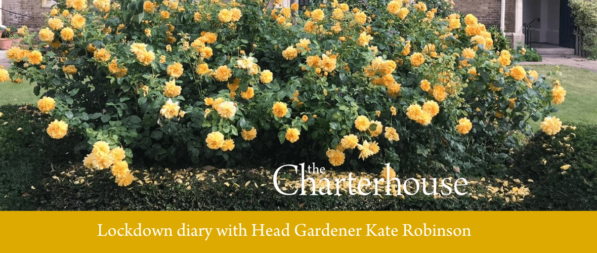 Kate’s lockdown diary no 7