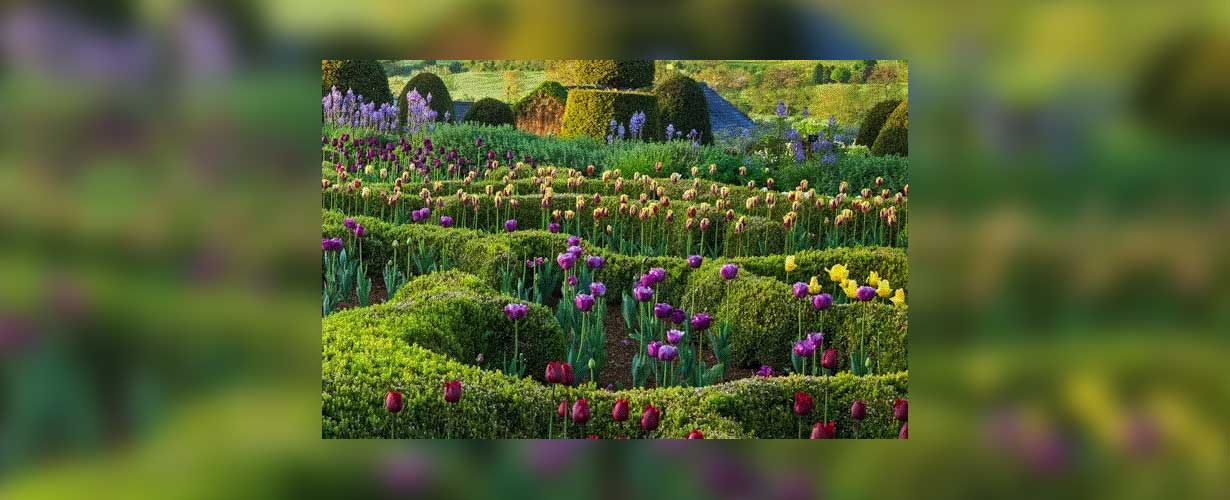 Neat hedges and colourful tulips