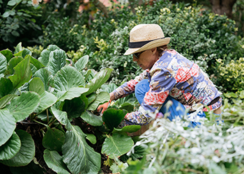 Gardening at The Charterhouse