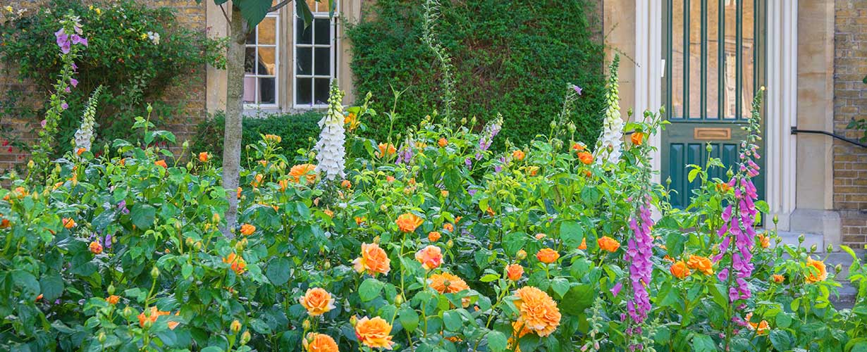 Peach roses