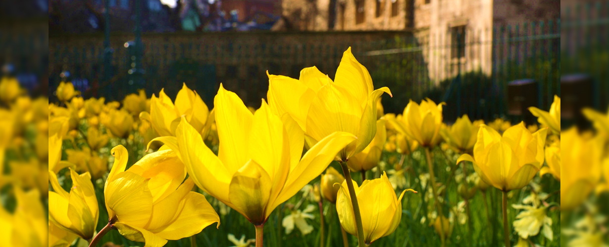 Springtime Garden Tours