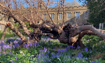 Bluebells and Mulberry Treee in Preacher's Court at the Charterhouse