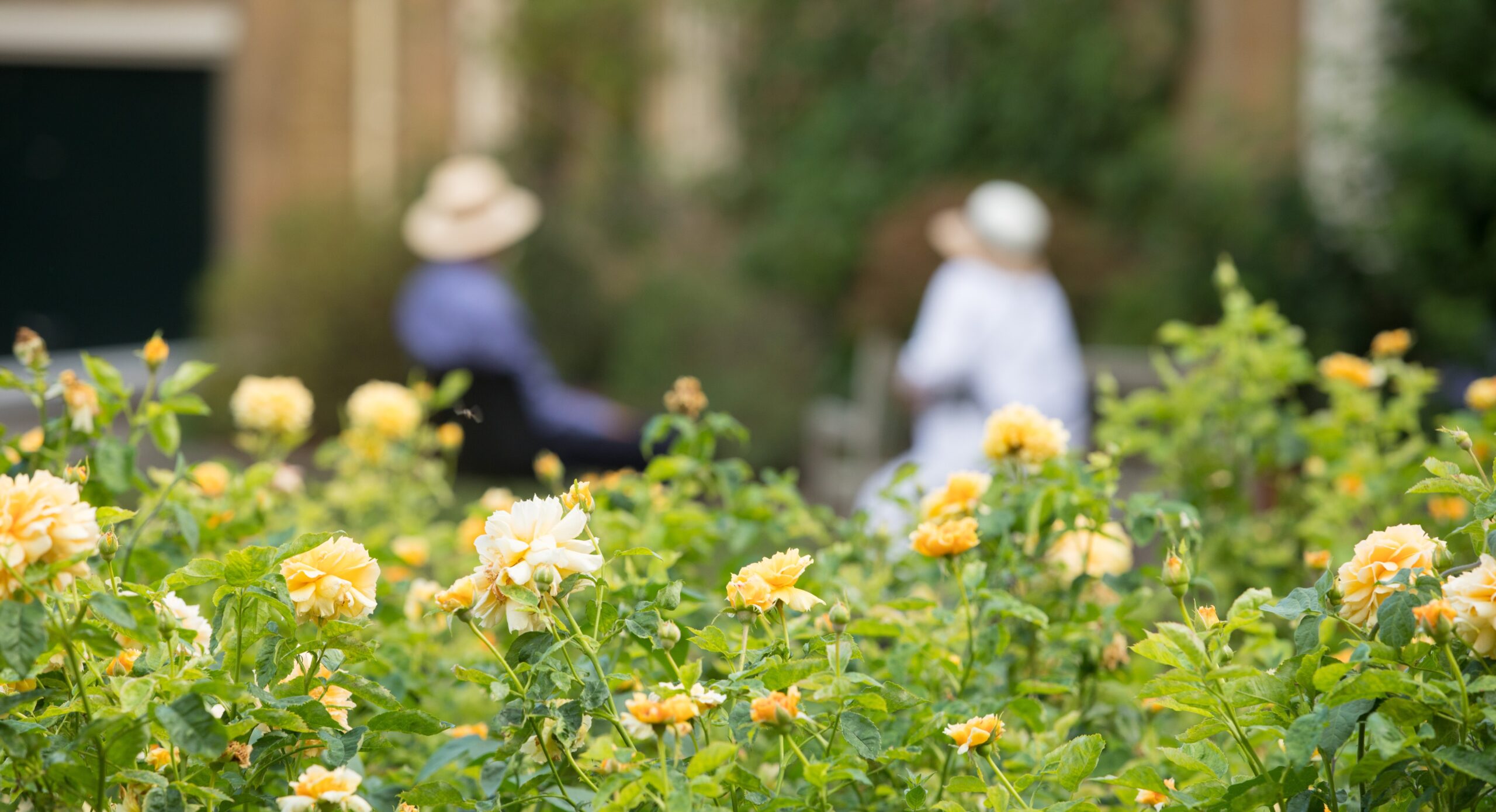 Yellow roses with two people wearing summer hats in the background