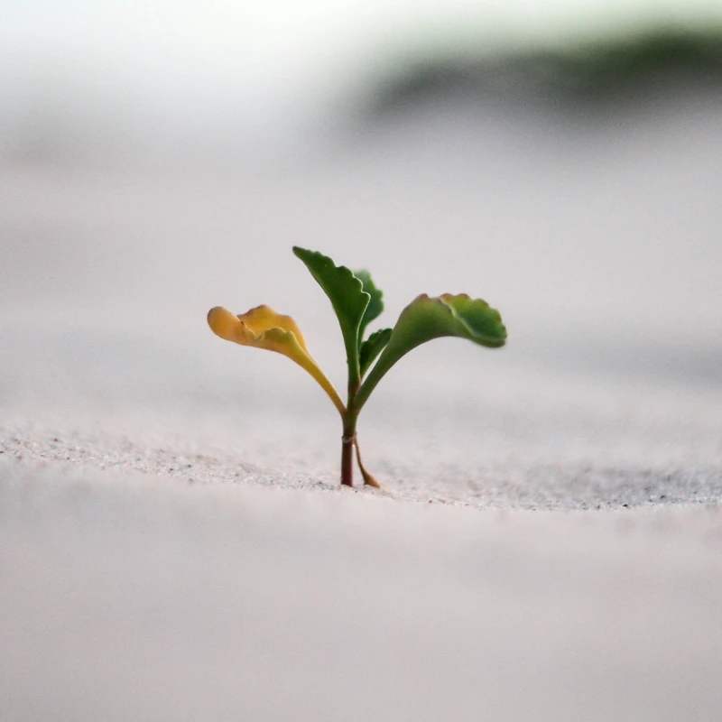 <span style="color:var(--primary-color-bg)">Every Believer Is Called to Grow</span>