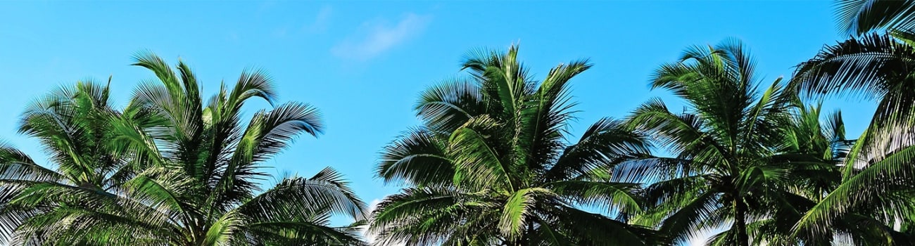 Tropical Landscape