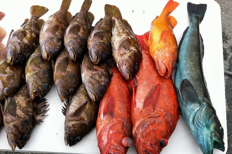 Best Rockfish Recipes and Rockfish Cooking Ideas