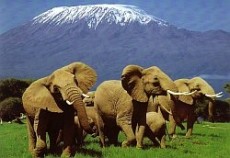 kenya tour packages from india