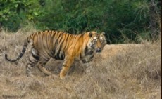 bandhavgarh safari price