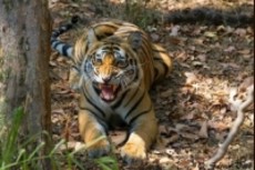 bandhavgarh safari price