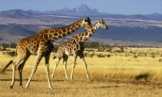 kenya tour packages from india