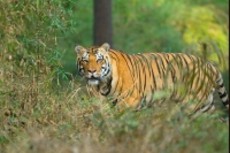 kanha wildlife safari booking