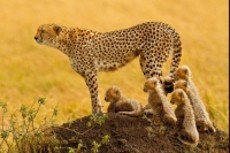 kenya tour packages from india