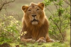 lion safari sasan gir