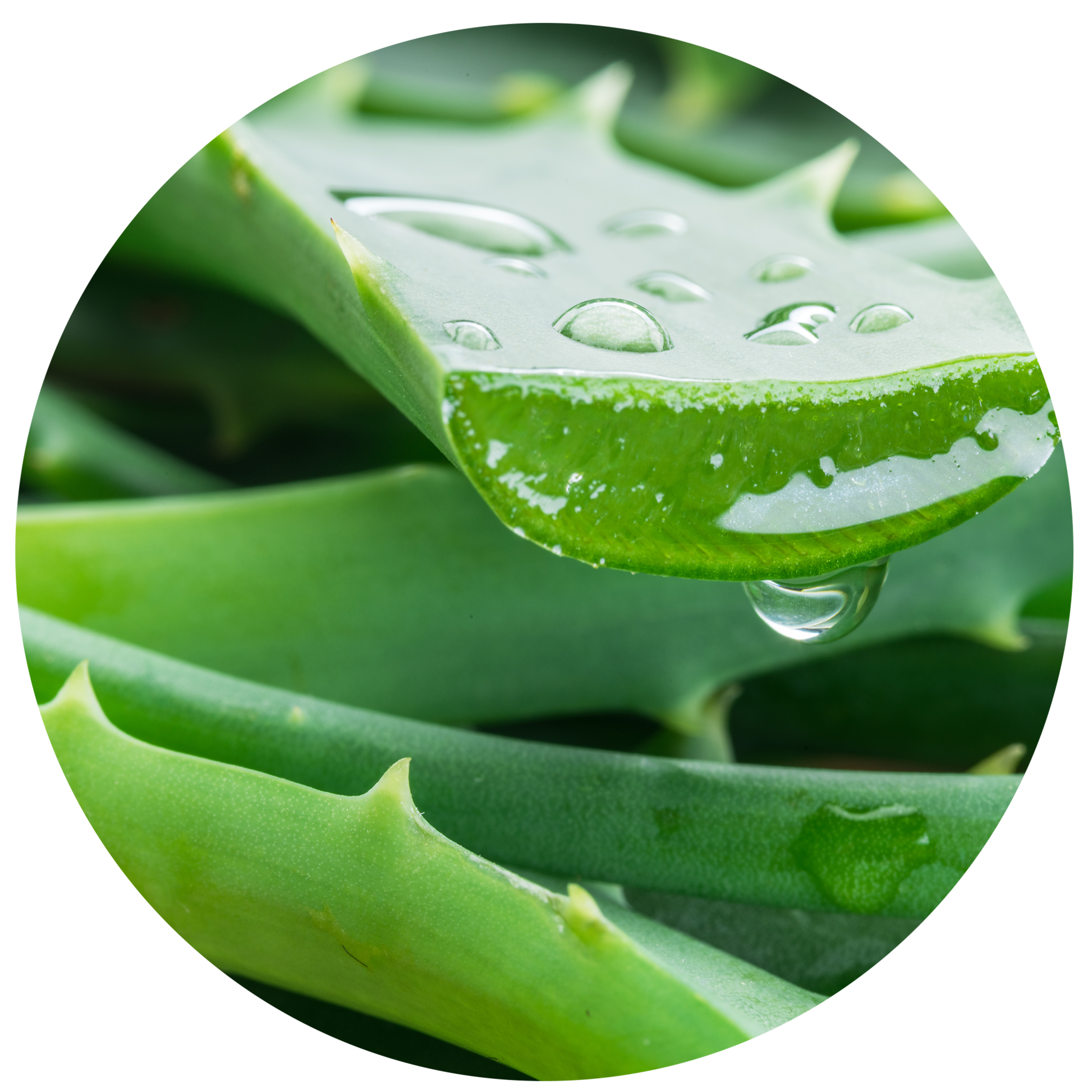 Ingredients SwissRX Aloe