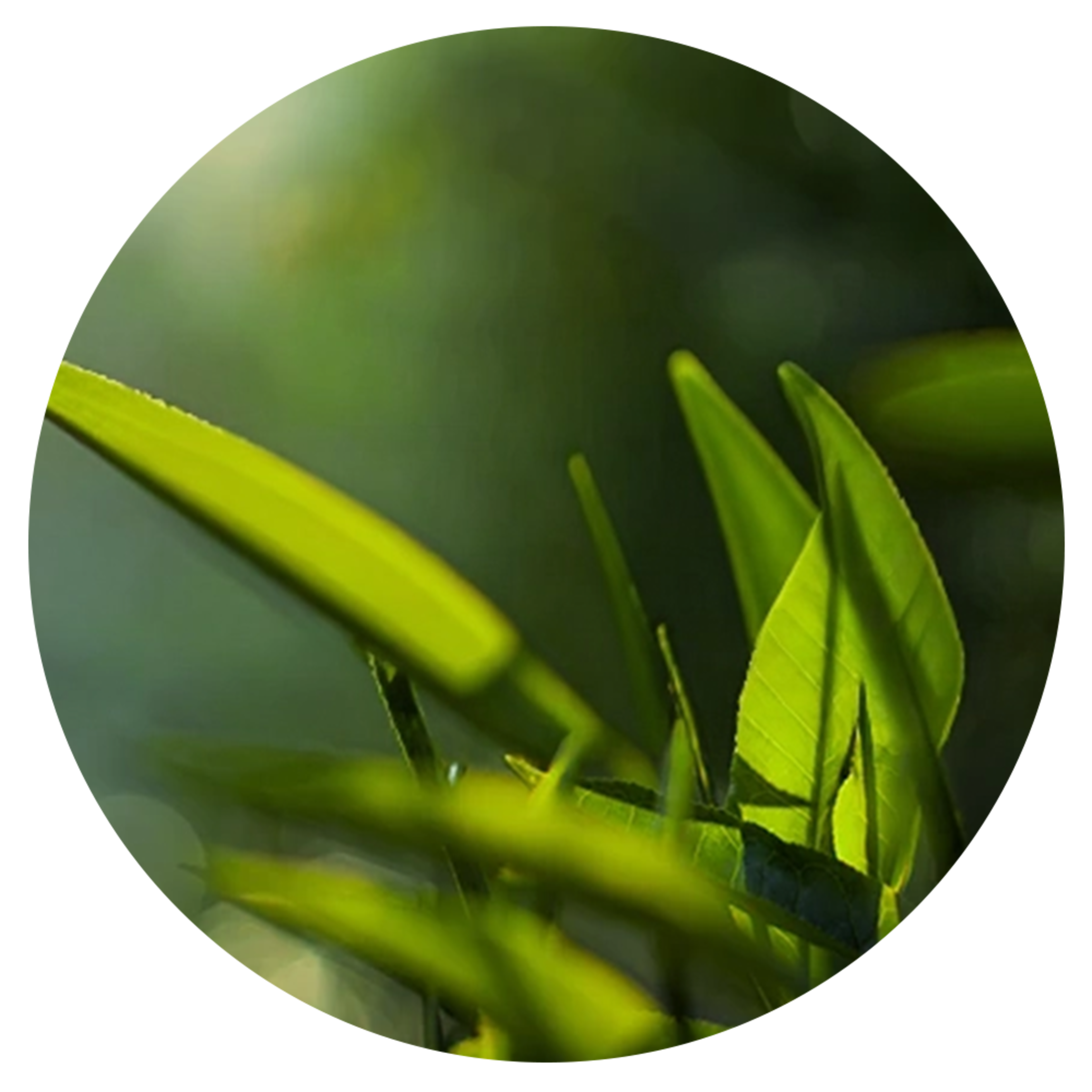 korrect edge greentea