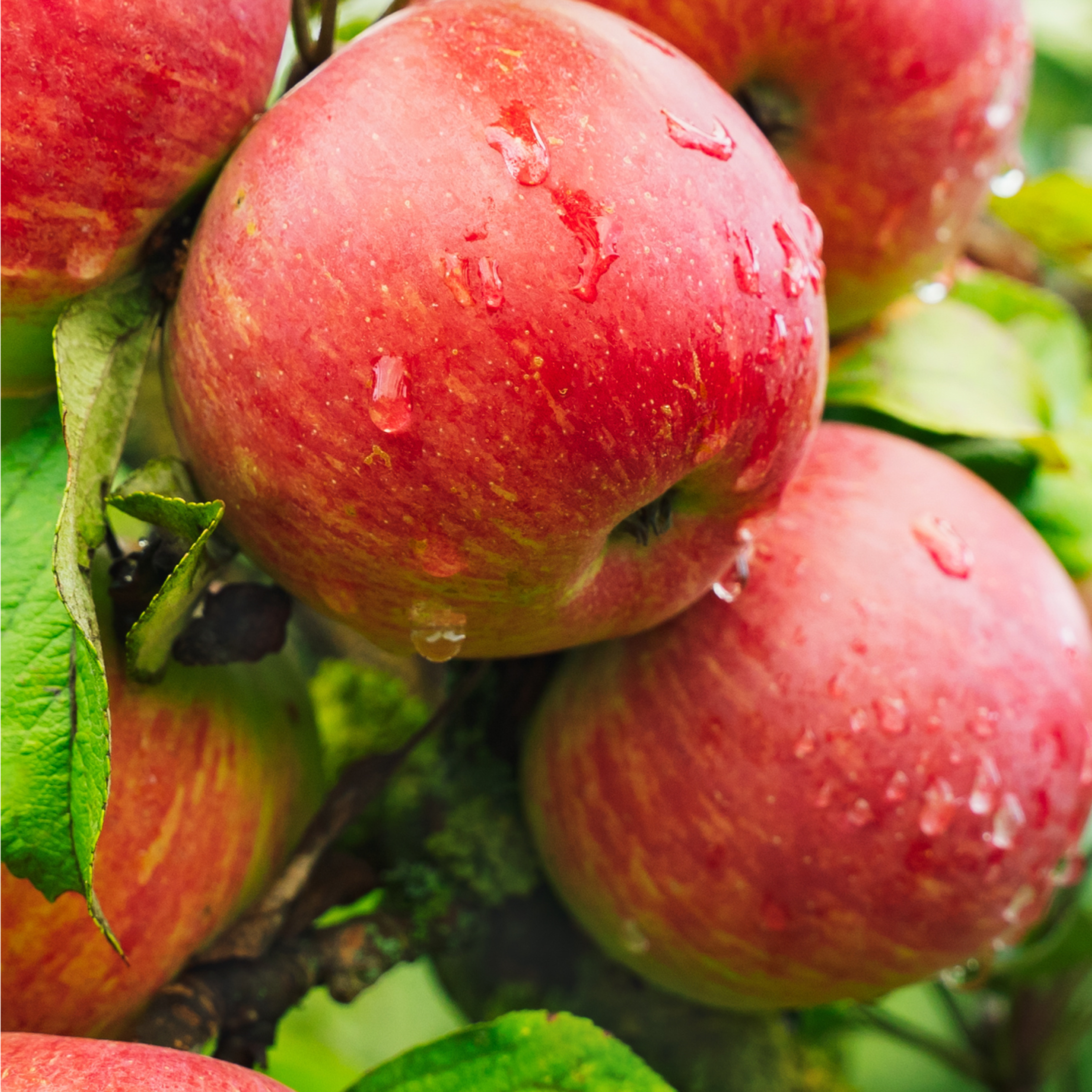 kyoku ingredient apple 1400x1400