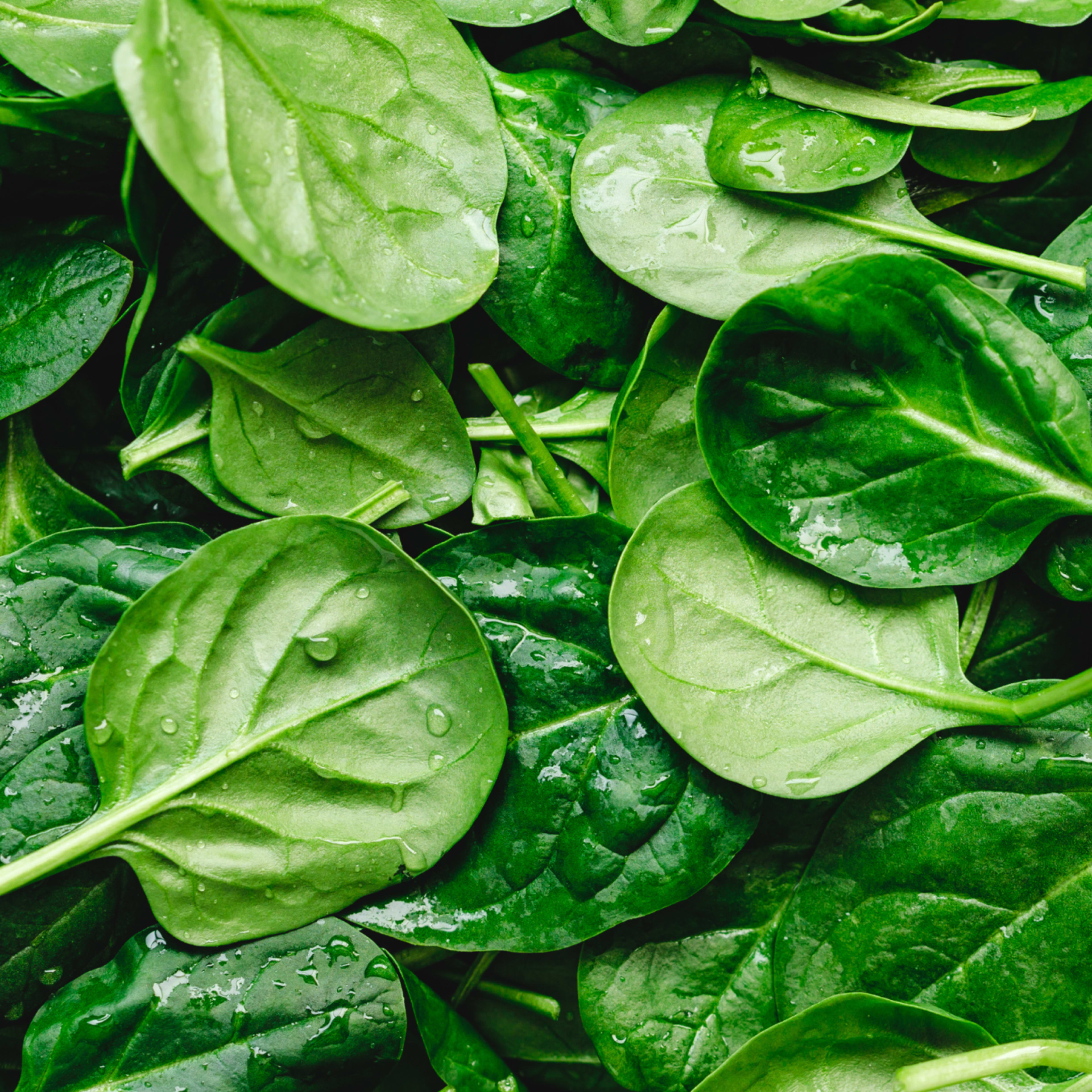 kyoku ingredient spinach 1400x1400