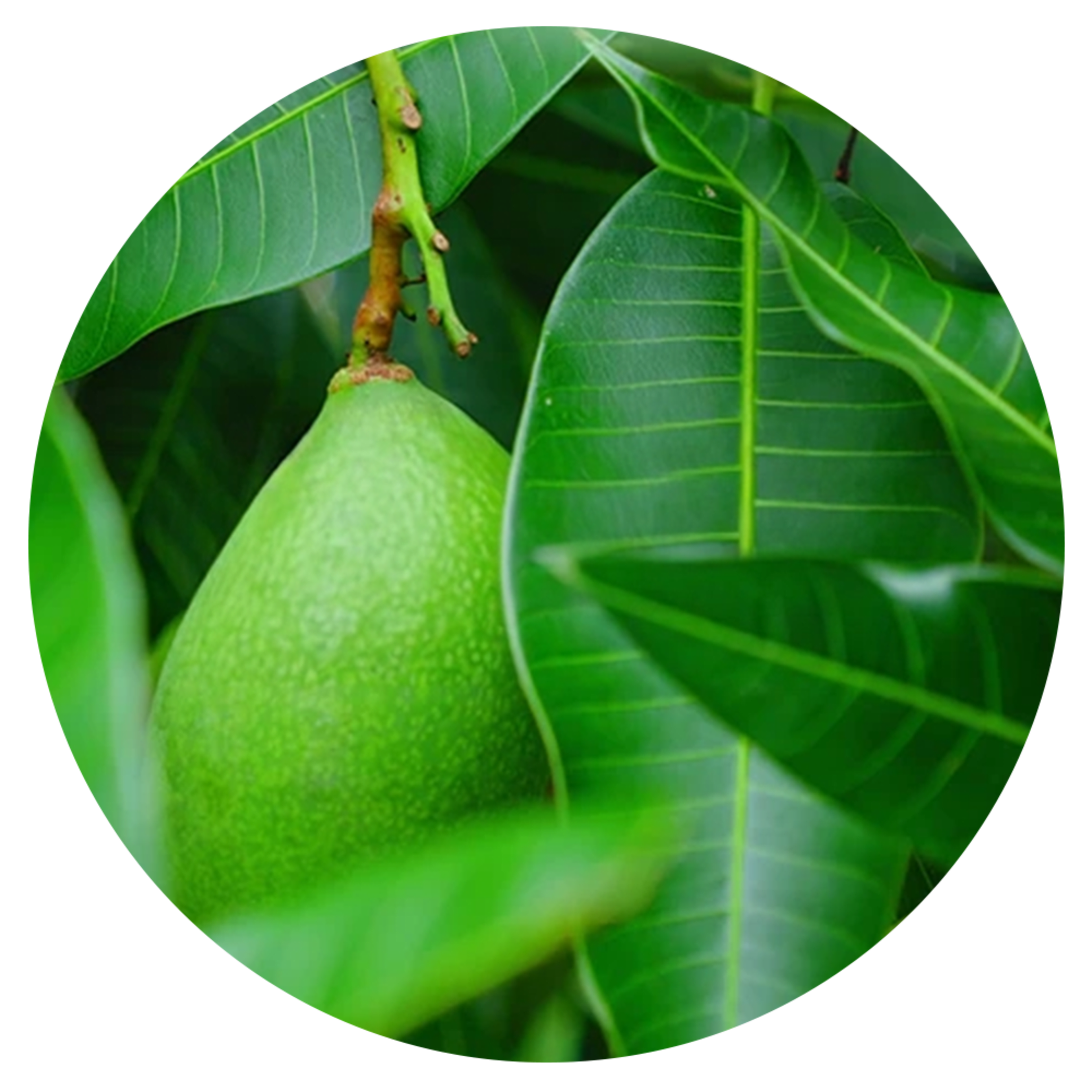 korrect edge zynamite