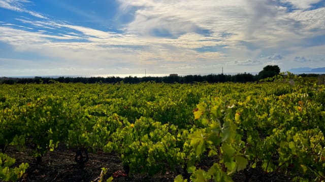 Nino Barraco, il viticoltore e agricoltore artigiano di Marsala