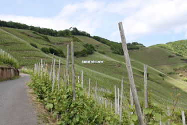 I magnifici Riesling di Markus Molitor - vigneto 1