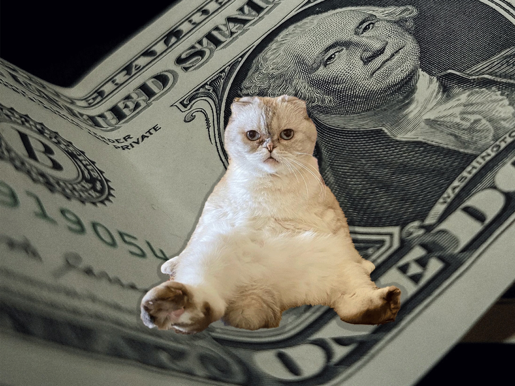 10 Things That Are Worth Less Than Taylor Swift's Cat, Article