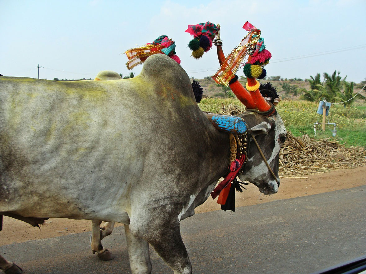 Rural travel in India is all the same