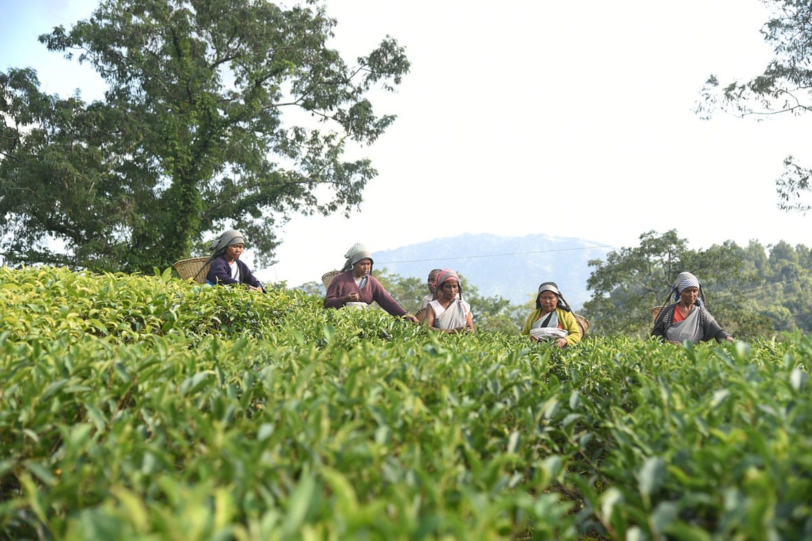 Garden in Meghalaya