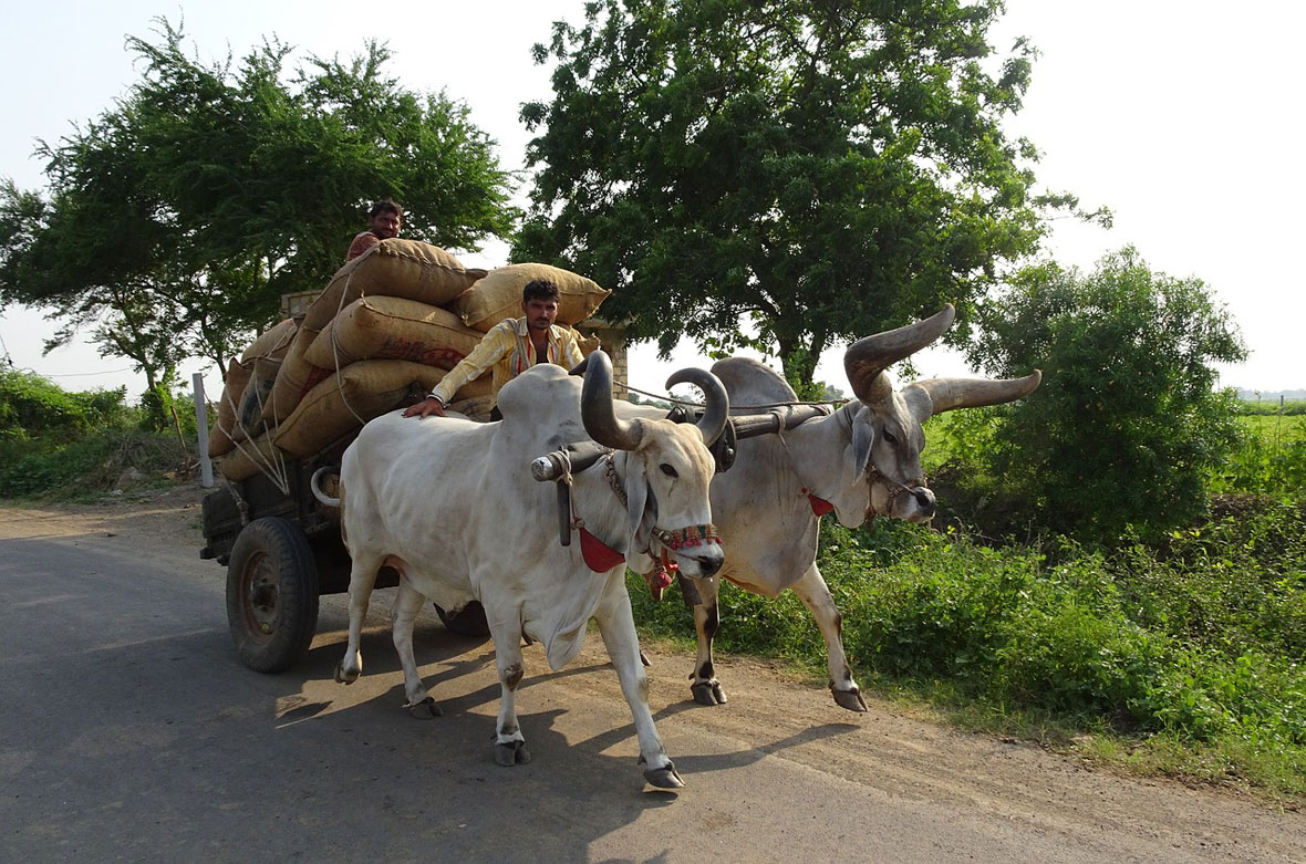 gujarat
