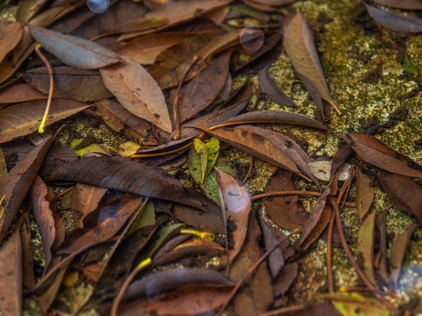 CO2 Every Year Just By Leaving Garden Waste Alone