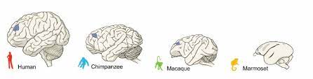 Differences Between Brains