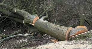 Illegal Felling Of Trees In Nainital