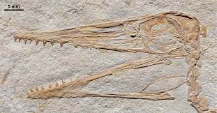 Oldest Pterodactylus Fossil