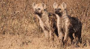 Twin Brothers Of Spotted Hyenas Are Often Attracted 