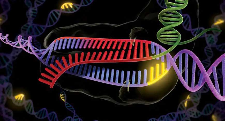 DNA Repair Scheme For Cancer Therapy