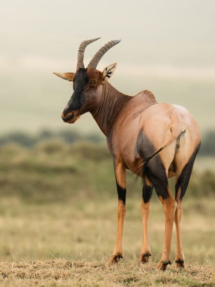 Topi