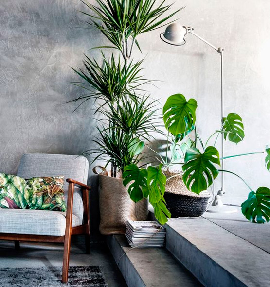 Botanical Trend