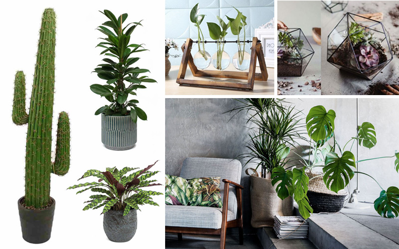 Statement Houseplants
