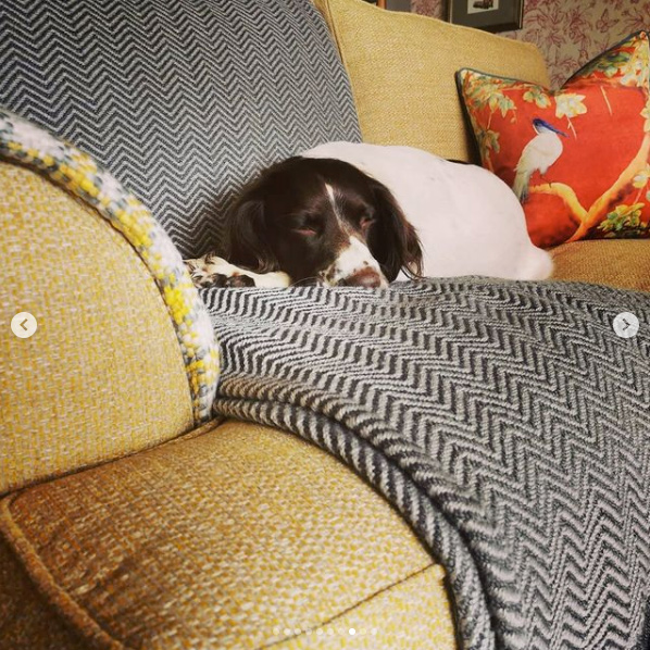 Mustard tweed sofa with springer spaniel