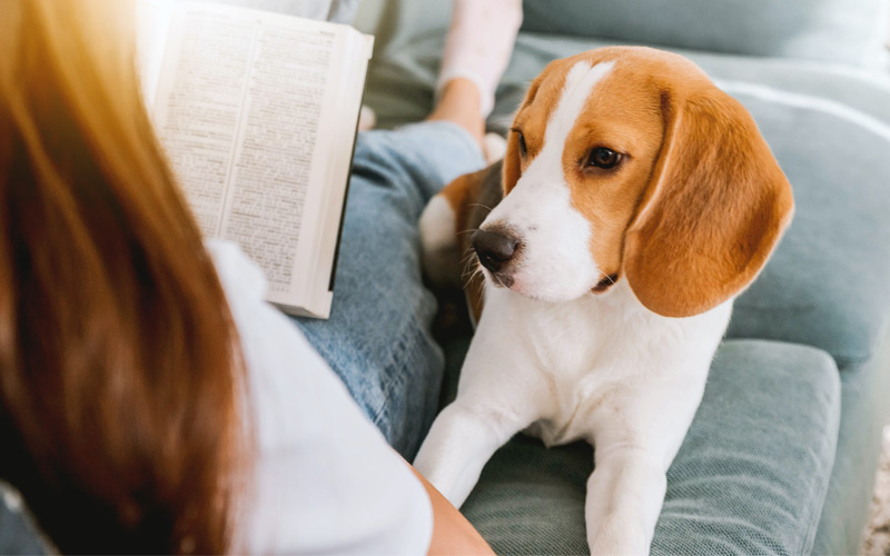 Pet Friendly Sofa Fabrics - Perfect for Dogs