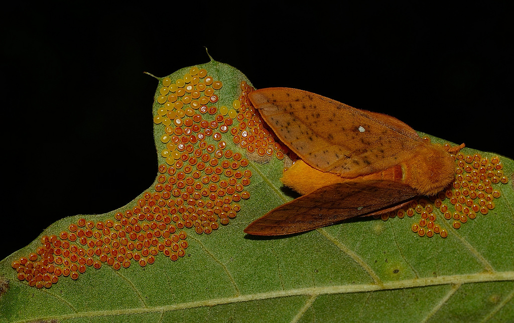 A moth laying eggs