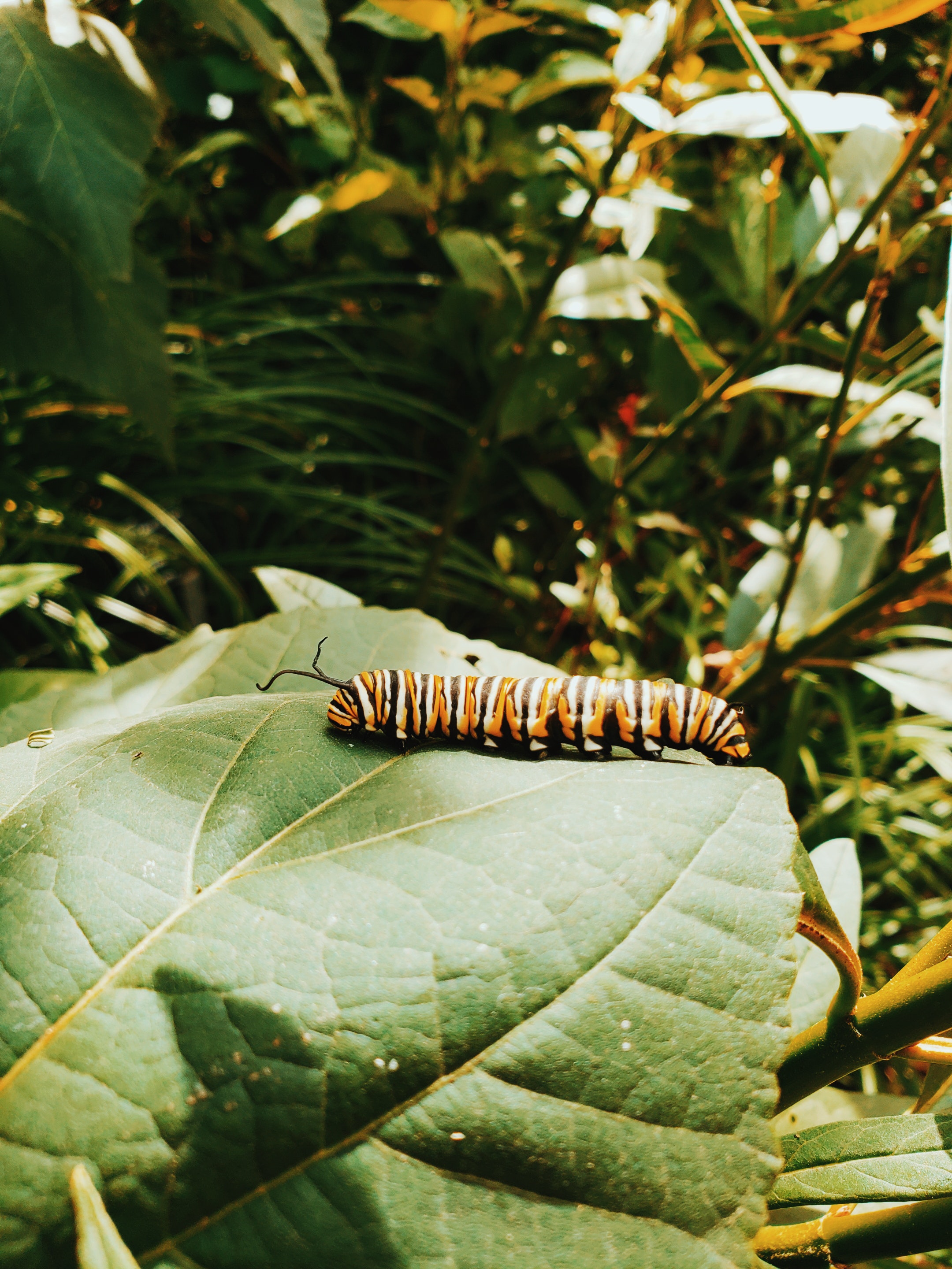 a caterpillar feeding