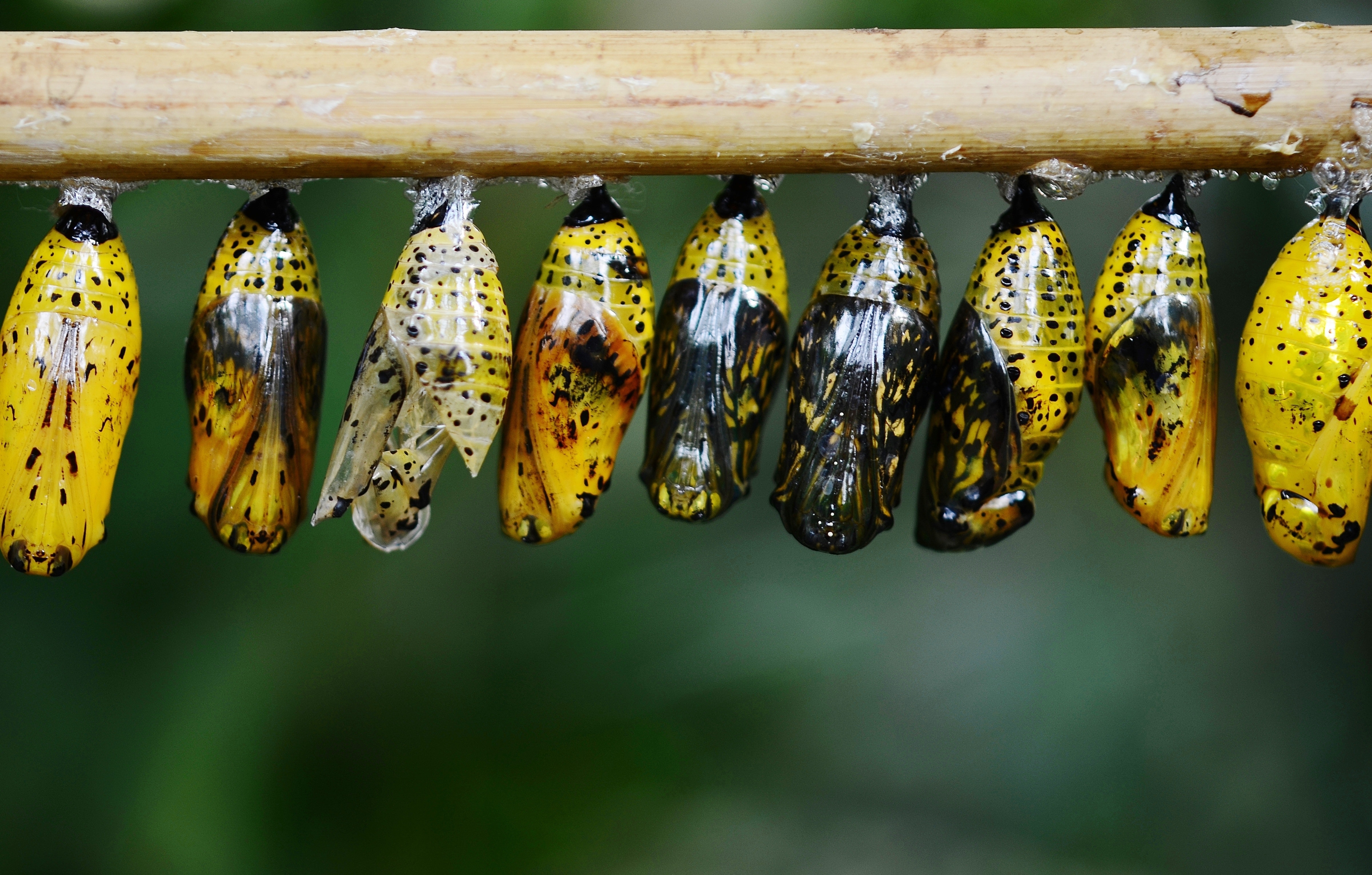 Butterflies in their chrysalis