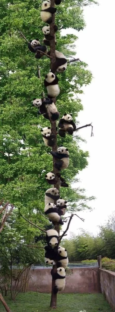 pandas on a tree