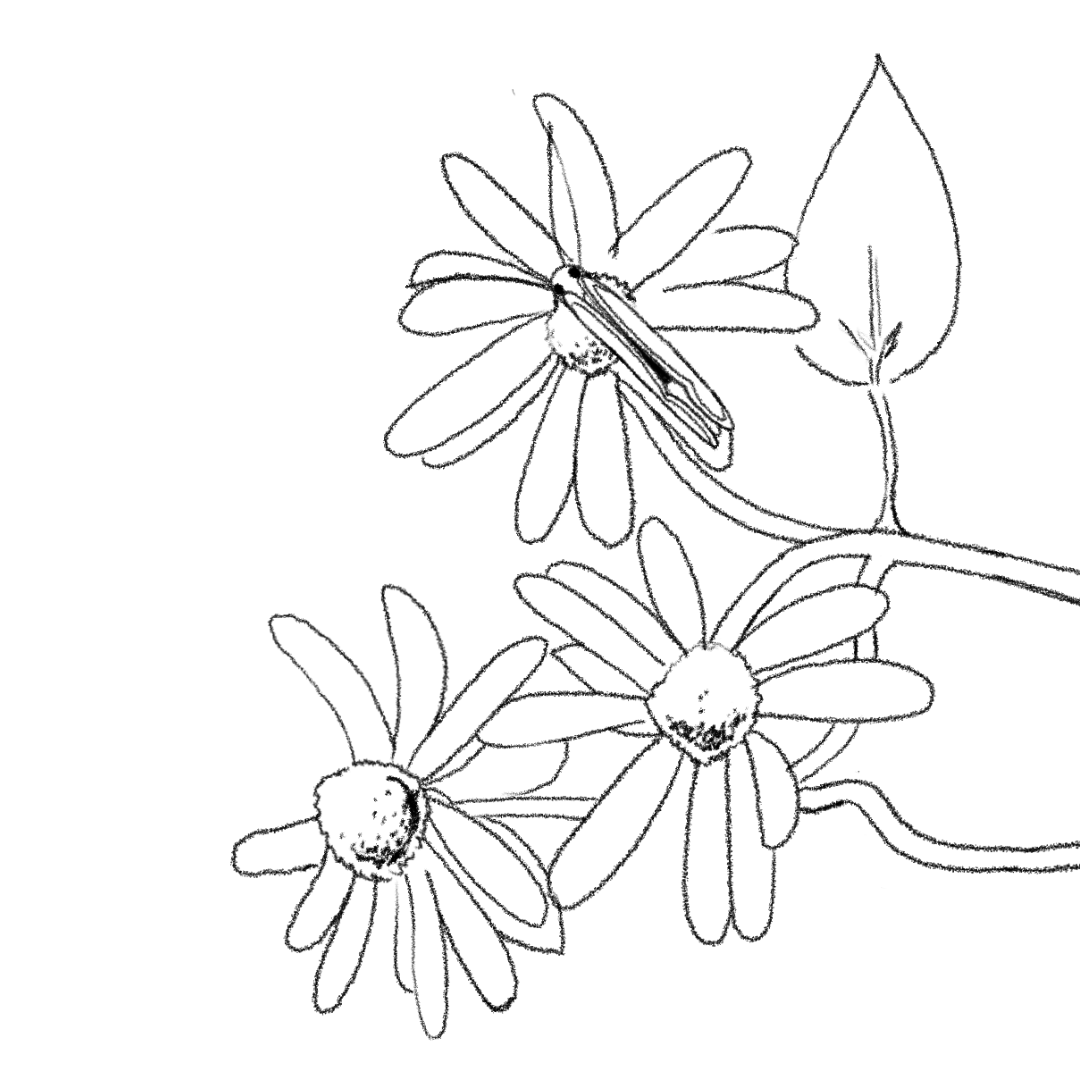 A looping animation of a butterfleye resting on a flower