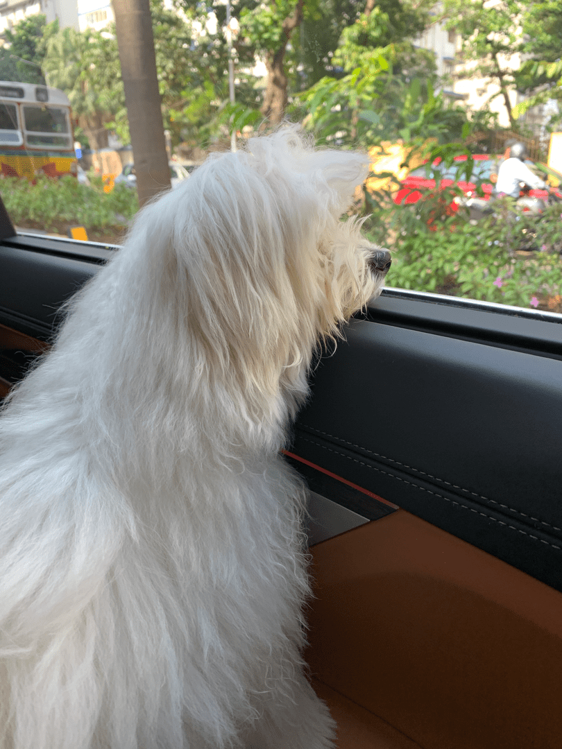 Travelling By Car with your Dog Travelling By Car with your Dog