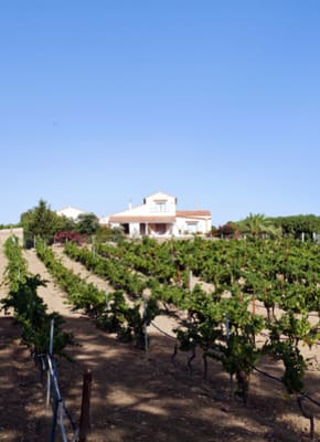Villas near Vineyards